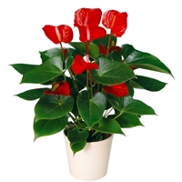   .     . Belflower -    .     .